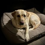 Labrador Retriever Enfermo