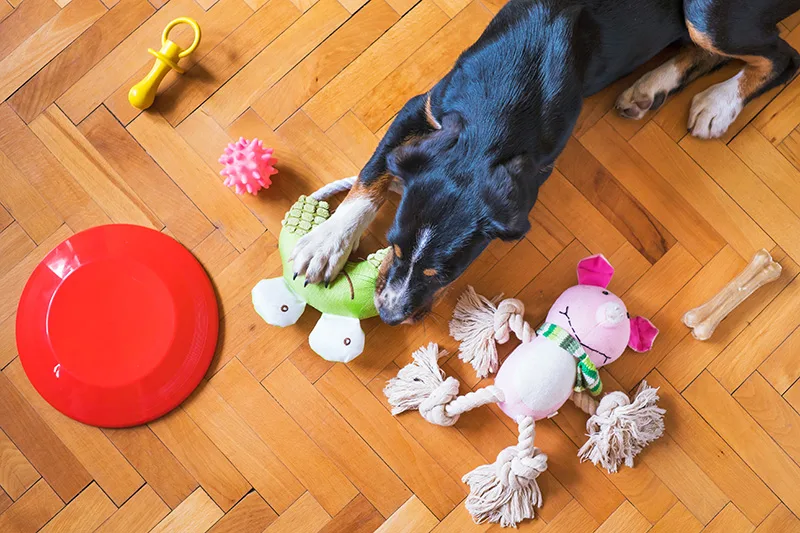 Perro jugando con juguetes
