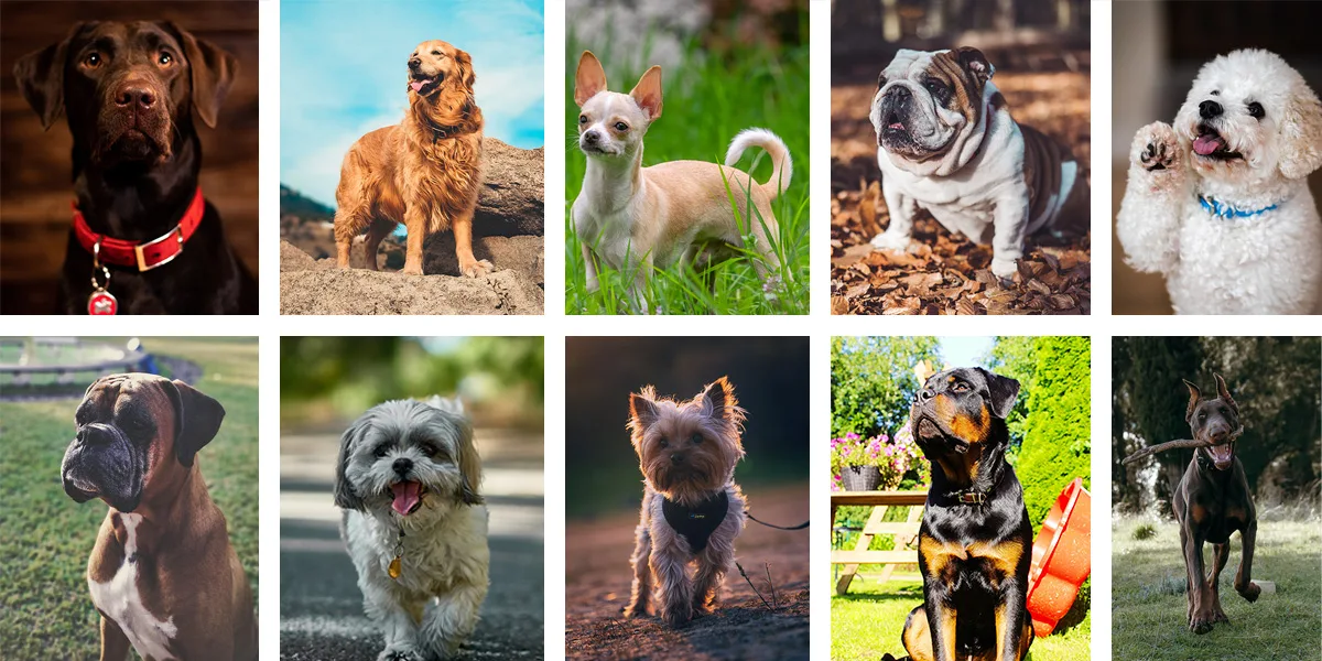 10 razas populares de perros en costarica