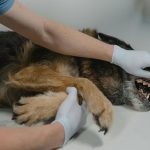 Veterinario examina dientes de perror