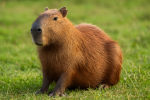 capibara