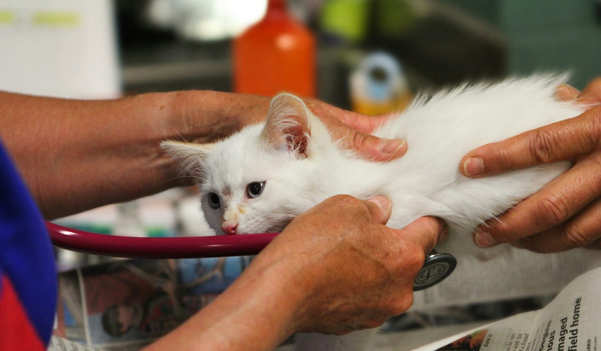 Veterinario revisando el corazón de un gato en consulta preventiva