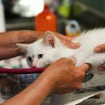 Veterinario revisando el corazón de un gato en consulta preventiva