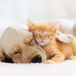 Un cachorro y un gatito durmiendo juntos